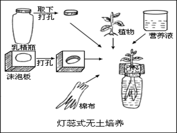 無土栽培營養(yǎng)液